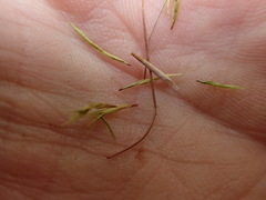 Dicranum howellii