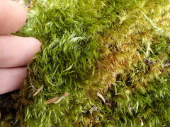 Dicranum howellii