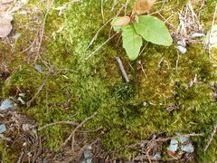 Dicranum howellii