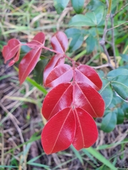 Copaifera langsdorffii