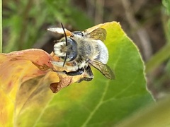 Megachile latimanus