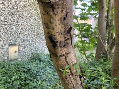 Cryptostroma corticale