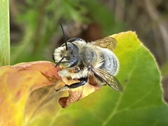 Megachile latimanus