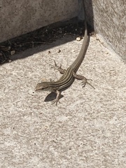 Podarcis melisellensis