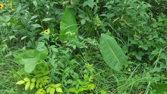 Silphium terebinthinaceum