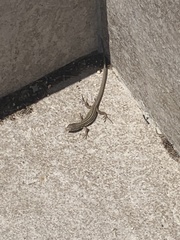 Podarcis melisellensis