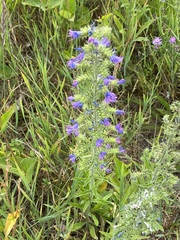 Echium vulgare