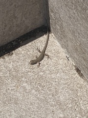 Podarcis melisellensis