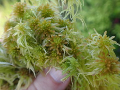 Sphagnum pacificum
