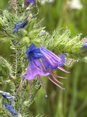 Echium vulgare