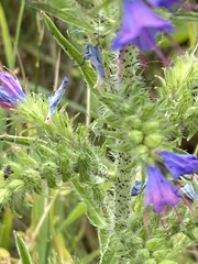Echium vulgare