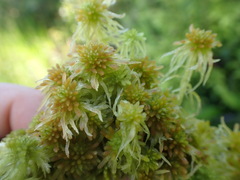 Sphagnum pacificum