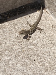 Podarcis melisellensis