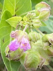 Mirabilis nyctaginea