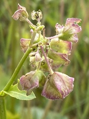 Mirabilis nyctaginea