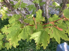 Cryptostroma corticale