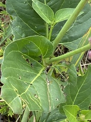 Mirabilis nyctaginea