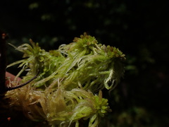 Sphagnum pacificum