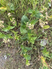 Mirabilis nyctaginea