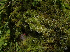 Sphagnum pacificum