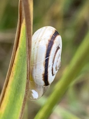 Xerolenta obvia