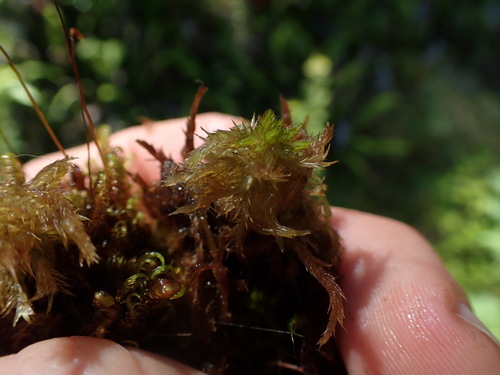 Image of Sphagnum pacificum by no rights reserved
