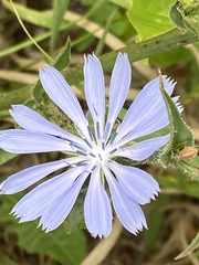 Cichorium intybus