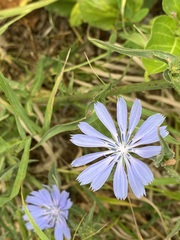 Cichorium intybus