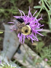 Bombus bimaculatus