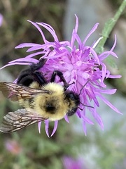 Bombus bimaculatus