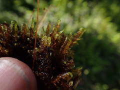 Scorpidium revolvens