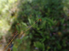 Scorpidium revolvens