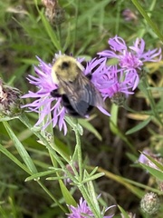 Bombus bimaculatus