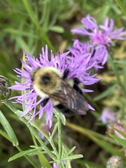 Bombus bimaculatus