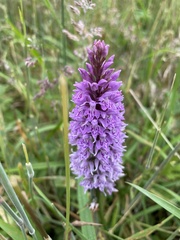 Dactylorhiza fuchsii