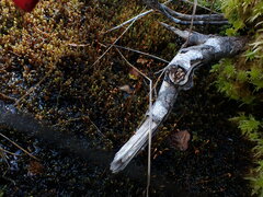 Scorpidium revolvens