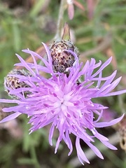 Centaurea stoebe