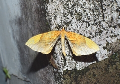 Gandaritis sinicaria