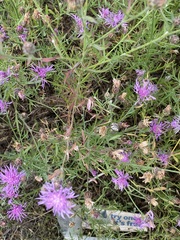 Centaurea stoebe