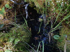 Scorpidium revolvens