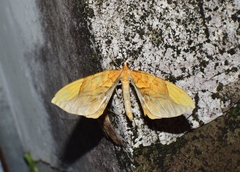 Gandaritis sinicaria
