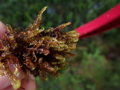 Scorpidium revolvens