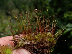 Ditrichum heteromallum