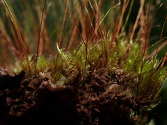 Ditrichum heteromallum