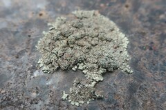 Protoparmeliopsis muralis