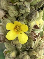 Verbascum thapsus