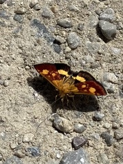 Pyrausta falcatalis