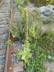 Verbascum thapsus