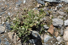 Cardamine bellidifolia