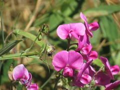 Lathyrus latifolius